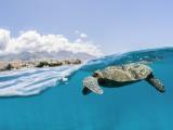  molokini snorkel cruise