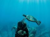 malolo snorkel cruise